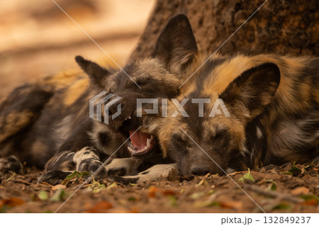Close-up of African wild dog nuzzling ear Close-up of African wild dog nuzzling ear 132849237