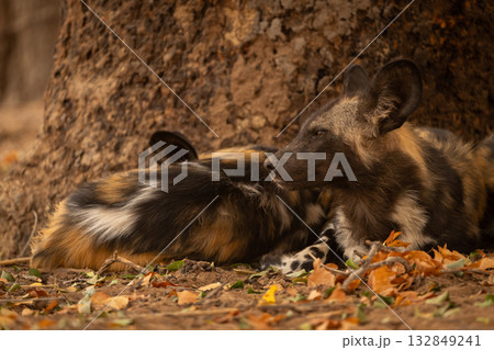Close-up of African wild dogs lying together Close-up of African wild dogs lying together 132849241