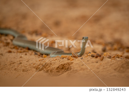 Close-up of boomslang lifting head to stare 132849243