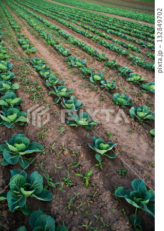 Young cabbage plants growing in straight rows across open farmland Young cabbage plants growing in straight rows across open farmland 132849702