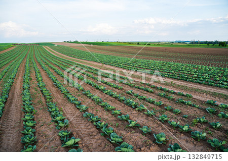 Wide view of cabbage field with green rows stretching toward the horizon Wide view of cabbage field with green rows stretching toward the horizon 132849715