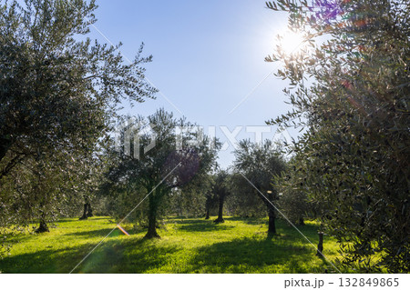 Golden sunlight in olive grove by Lake Garda shining gently through branches onto peaceful meadow Golden sunlight in olive grove by Lake Garda shining gently through branches onto peaceful meadow 132849865