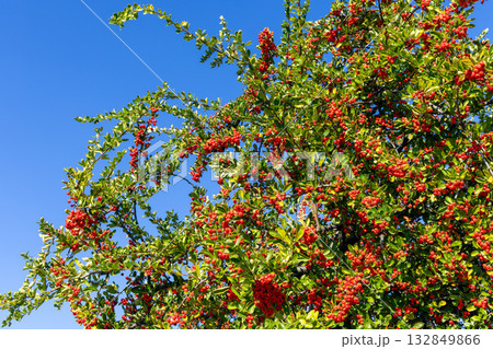 Firethorn shrub branches filled with bright red berries and glossy leaves under deep blue sky 132849866