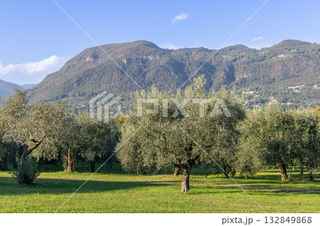 Olive grove near Lake Garda with silvery trees and mountains rising beyond sunny blue sky meadow Olive grove near Lake Garda with silvery trees and mountains rising beyond sunny blue sky meadow 132849868