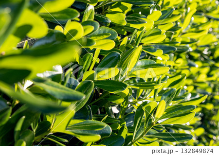 Sunlit pittosporum foliage with smooth bright leaves overlapping in rhythmic natural pattern Sunlit pittosporum foliage with smooth bright leaves overlapping in rhythmic natural pattern 132849874