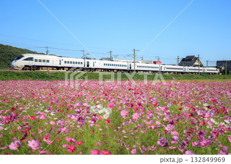 コスモス畑と885系特急「ソニック」（JR九州） 132849969
