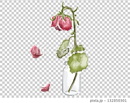 枯れてしおれた花瓶のバラの花 132850301