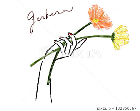 ガーベラを持つ手 ガーベラを持つ手 132850367