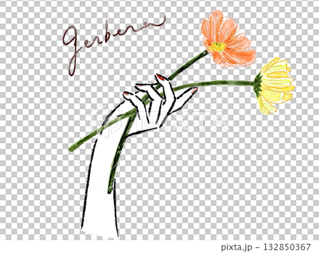 ガーベラを持つ手 ガーベラを持つ手 132850367