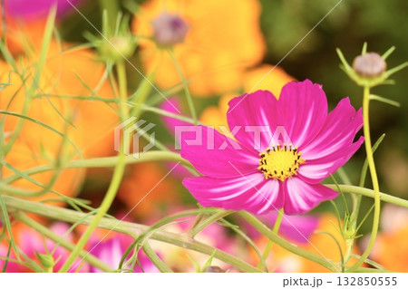 鮮やかなコスモスの花のある風景 鮮やかなコスモスの花のある風景 132850555