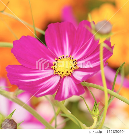鮮やかなコスモスの花のある風景 鮮やかなコスモスの花のある風景 132850604