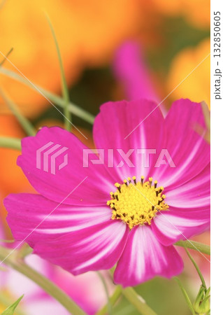 鮮やかなコスモスの花のある風景 鮮やかなコスモスの花のある風景 132850605