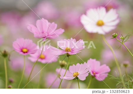 ふんわり咲く魅力的なコスモス　癒しの空間 132850623