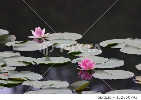 水面に浮かぶピンクの睡蓮の花 水面に浮かぶピンクの睡蓮の花 132850743