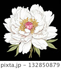 an AI Image Generator, Elegant Drawing of White Peonies with Green Leaves 132850879