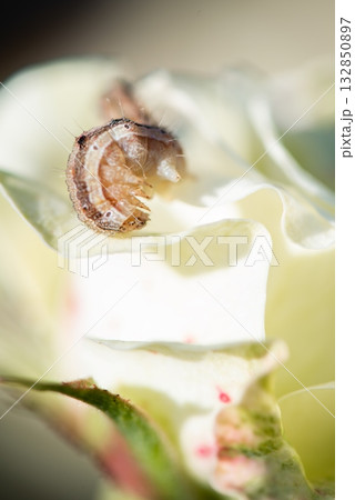 白いバラの花びらを食べる蛾の幼虫 132850897