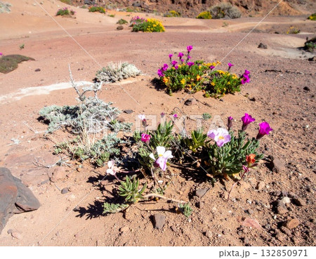 別の惑星に咲く、色鮮やかな植物と奇妙な地形 別の惑星に咲く、色鮮やかな植物と奇妙な地形 132850971