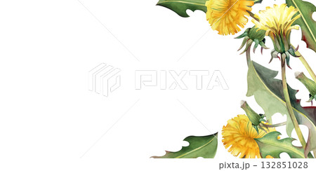 Horizontal frame with yellow dandelion flowers, buds and green leaves, hand-drawn. The watercolor illustration is isolated on a white background. A botanical template with wildflowers and an empty Horizontal frame with yellow dandelion flowers, buds and green leaves, hand-drawn. The watercolor illustration is isolated on a white background. A botanical template with wildflowers and an empty 132851028