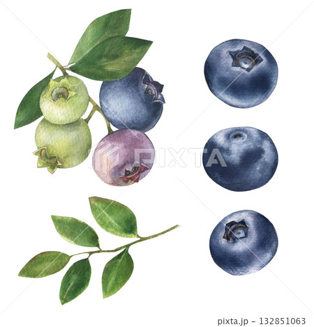 Blueberries with leaves watercolor illustration isolated on white transparent background Blueberries with leaves watercolor illustration isolated on white transparent background 132851063