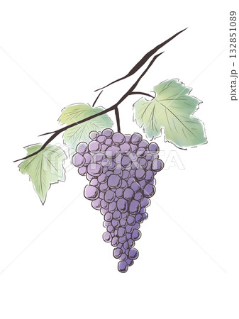 ぶどう ぶどう 132851089