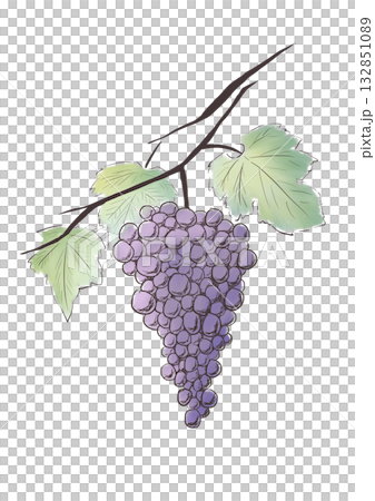 ぶどう ぶどう 132851089