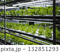 Vegetable Plant row Grow with Led Light Indoor Salad Farm Agriculture Technology 132851293
