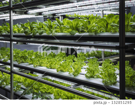 Vegetable Plant row Grow with Led Light Indoor Salad Farm Agriculture Technology 132851293