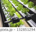 Vegetable Plant row Grow with Led Light Indoor Salad Farm Agriculture Technology 132851294