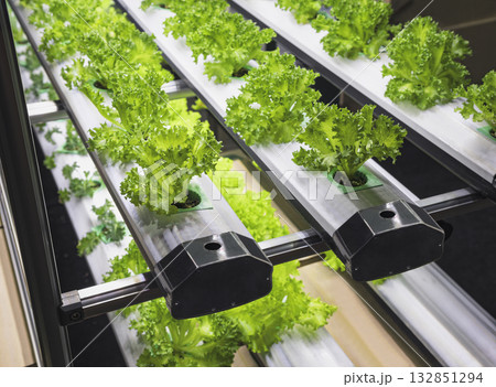 Vegetable Plant row Grow with Led Light Indoor Salad Farm Agriculture Technology Vegetable Plant row Grow with Led Light Indoor Salad Farm Agriculture Technology 132851294
