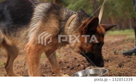 Relaxed German Shepherd on Patrol, Mindful Canine in Natural Setting, German Shepherd Tongue Out, Wild and Free Dog, Adventure With My Best Friend, Nature Walk With German Shepherd, Big Dog in a Relaxed German Shepherd on Patrol, Mindful Canine in Natural Setting, German Shepherd Tongue Out, Wild and Free Dog, Adventure With My Best Friend, Nature Walk With German Shepherd, Big Dog in a 132851339