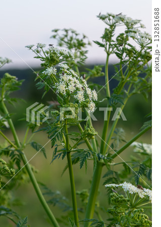 Exploring Conium maculatum a toxic plant known as poison hemlock with distinctive white flower clusters in a natural setting during mid afternoon 132851688