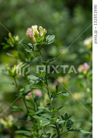 Blooming Chamaecytisus albus showcases delicate white flowers in a lush green habitat during a sunny spring day Blooming Chamaecytisus albus showcases delicate white flowers in a lush green habitat during a sunny spring day 132851690