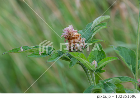 Brown Knapweed blooming with green foliage in a natural habitat during the late afternoon sunlight in summer 132851696