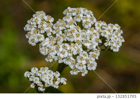 Common yarrow blooms gracefully in a sunlit meadow showcasing clusters of delicate white flowers 132851705