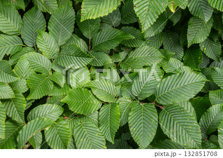 Foliage of Carpinus betulus in a lush green setting showcasing the smooth and serrated edges of the leaves under natural light Foliage of Carpinus betulus in a lush green setting showcasing the smooth and serrated edges of the leaves under natural light 132851708
