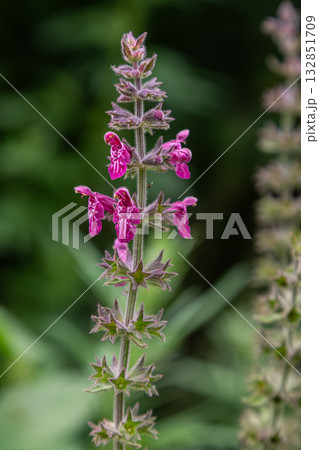 Stachys sylvatica also known as Hedge Woundwort blooming with vibrant pink flowers in a lush green environment during the summer season Stachys sylvatica also known as Hedge Woundwort blooming with vibrant pink flowers in a lush green environment during the summer season 132851709