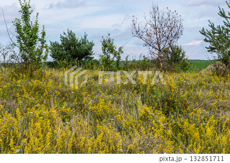Vibrant clusters of Trifolium arvense and Galium verum blooming in a lush meadow during springtime 132851711