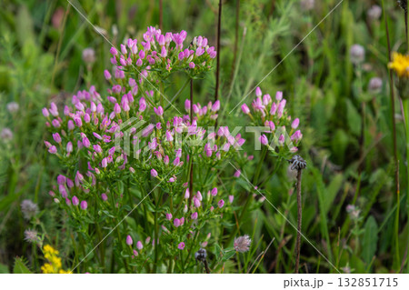 Common Centaury blooms vibrantly in a meadow during late spring showcasing clusters of pink flowers surrounded by lush greenery and wild grasses Common Centaury blooms vibrantly in a meadow during late spring showcasing clusters of pink flowers surrounded by lush greenery and wild grasses 132851715