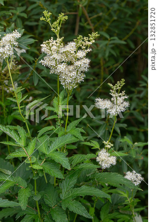 Meadowsweet blooms brightening a lush green meadow in early summer showcasing the delicate flowers of Filipendula ulmaria in a natural habitat 132851720