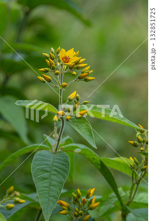 Garden Loosestrife showcases vibrant yellow flowers amidst lush green foliage in a natural habitat during a sunny afternoon 132851725
