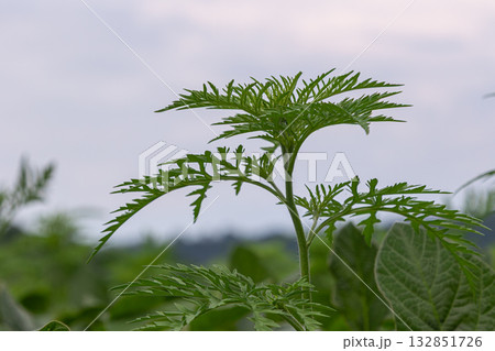 Common Ragweed thrives in open fields showcasing its distinct fern-like leaves under a cloudy sky during the warm summer months 132851726