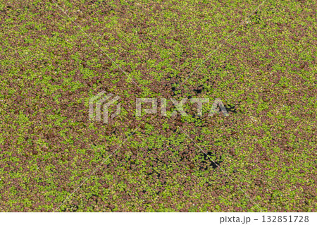 Common duckweed covers the surface of a calm water body creating a vibrant green aquatic landscape in a freshwater environment 132851728