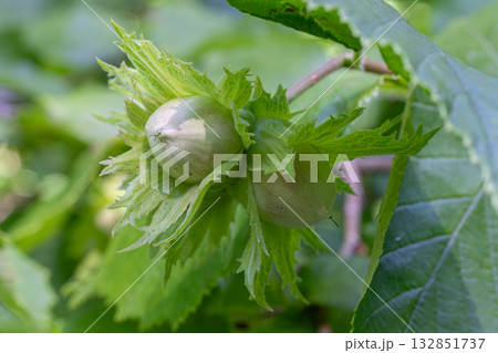 Hazelnuts developing on Corylus avellana branches in a lush green setting during mid-spring 132851737