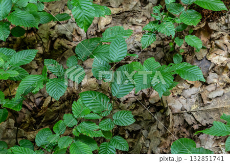 Common hornbeam leaves thriving on a forest floor in mid-summer displaying vivid green foliage and rich natural textures under soft sunlight 132851741