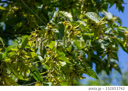 Common hornbeam leaves and fruit in a sunny environment during late spring showcasing their unique structure and vibrant foliage 132851742