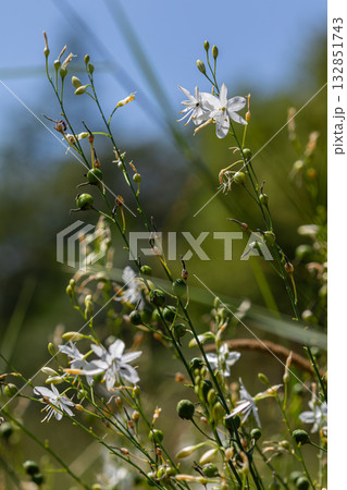 Branched St Bernard's-lily blossoms in a sunny meadow with delicate white flowers against a lush green background Branched St Bernard's-lily blossoms in a sunny meadow with delicate white flowers against a lush green background 132851743