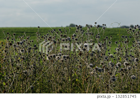 Great globe thistle blooming in a rural landscape with lush green fields in the background during daylight Great globe thistle blooming in a rural landscape with lush green fields in the background during daylight 132851745