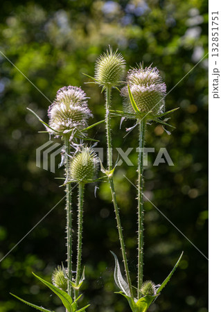 Wild teasel spikes rise elegantly against a blurred green background showcasing summer's flora in a natural habitat 132851751