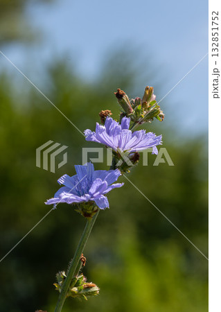 Chicory flowers bloom in vibrant shades of blue under a clear sky in the garden during a sunny afternoon 132851752