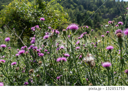 Spear thistle thriving in a lush green field surrounded by trees under clear blue skies in mid-summer 132851753